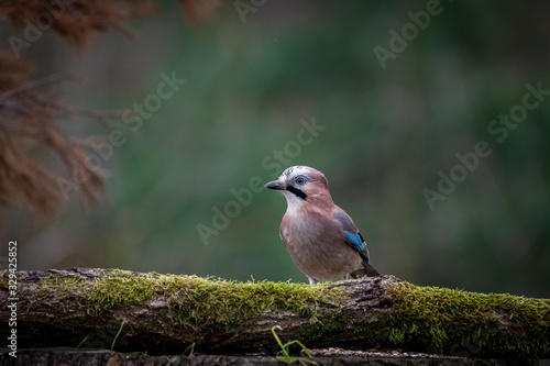 Garrulus glandarius - Eichelhäher