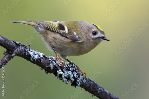 Lovely Goldcrest (regulus regulus) perched on densily lichen covered branch in summer woods