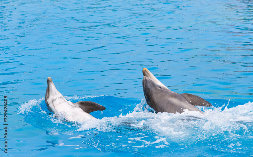 Fototapeta premium Two Bottle Nosed Dolphins Roll Around In the Water