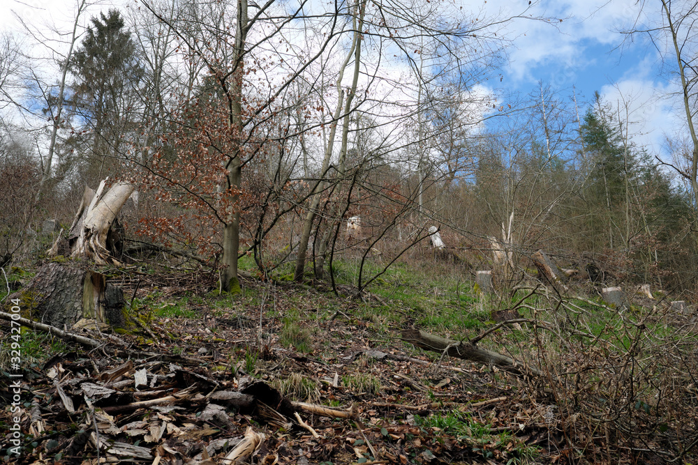 Baumstümpfe von gefällten Bäumen im Wald Anfang März 2020 im Westerwald - Stockfoto