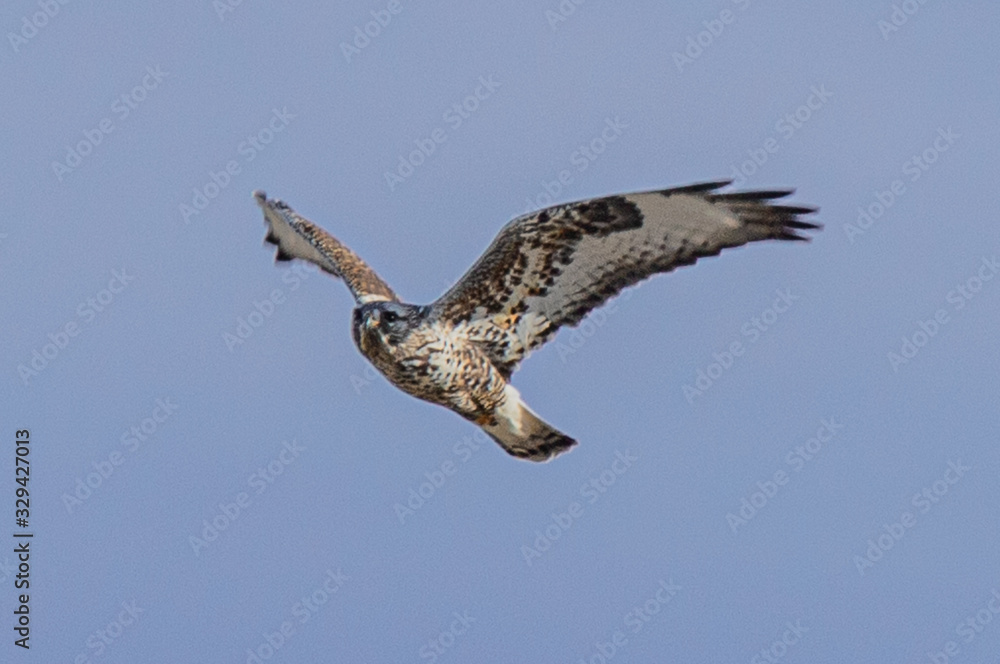 Obraz premium hawk in flight