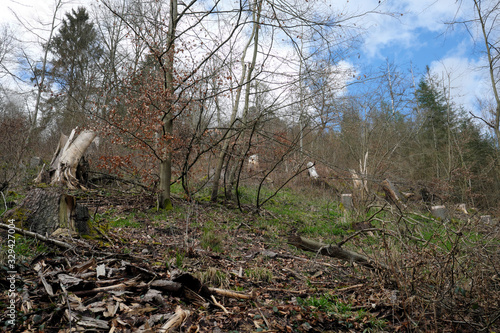 Baumstümpfe von gefällten Bäumen im Wald Anfang März 2020 im Westerwald - Stockfoto