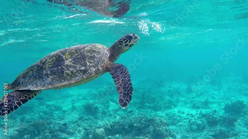 turtle swimming relaxed next to snorkeler