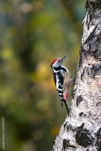 MIttelspecht- Leiopicus medius
