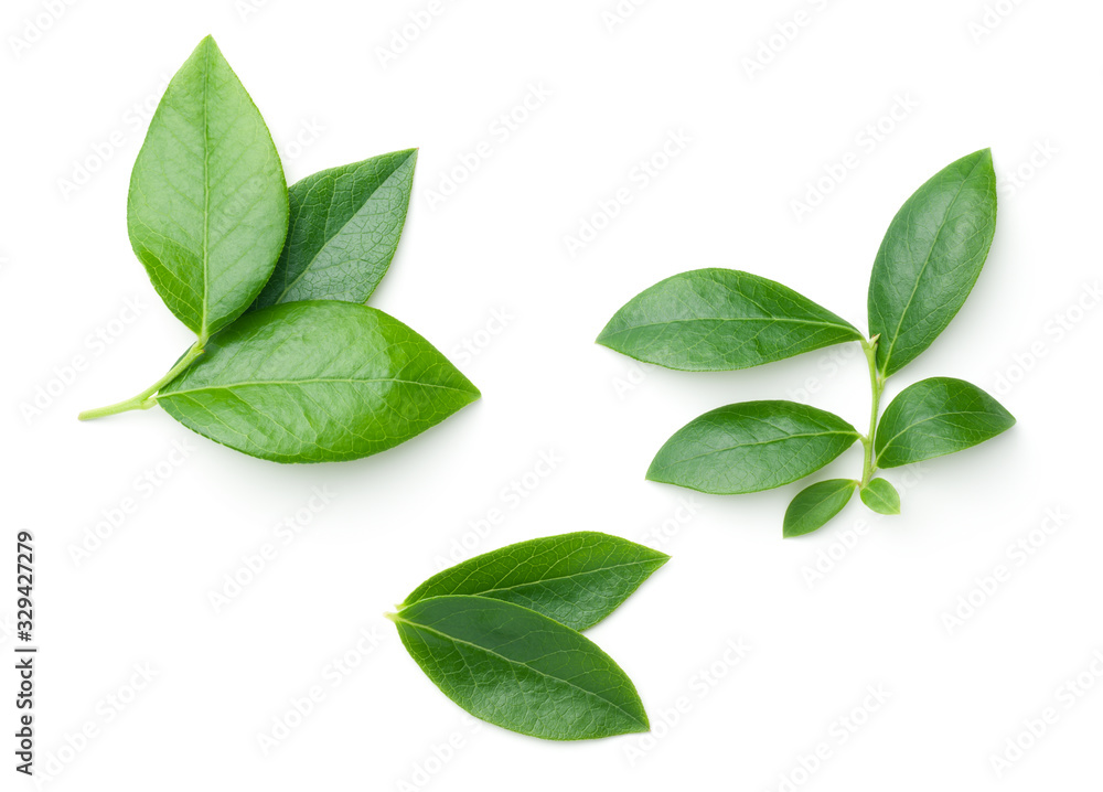 Obraz premium Blueberry Leaves Isolated On White Background
