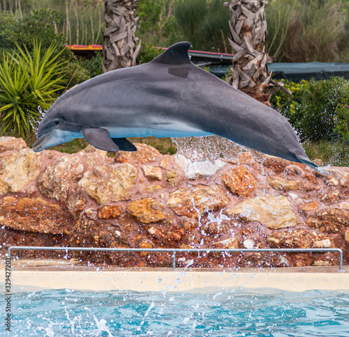 A Bottle Nosed Dolphin Jumps Out Of The Water