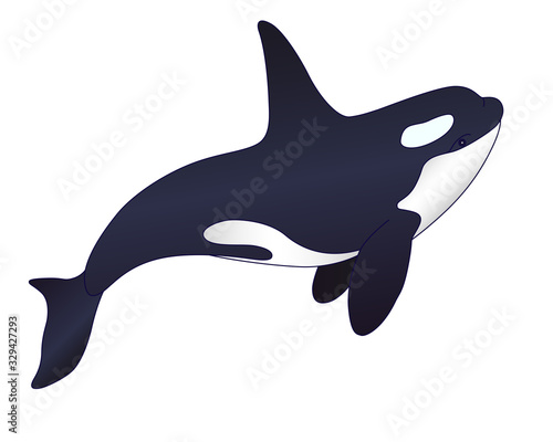 Killer whale - vector full color picture with marine mammal. Orca - sea cetacean in cartoon style. Beautiful graceful killer whale inhabitant of the underwater world.
