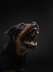 Angry dog with open mouth. Pet catches food. Rottweiler snarls