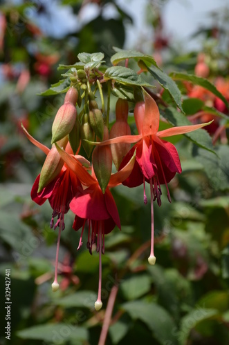 Close up of two vivid red fuchsia flowers in a garden pot in a sunny summer day,  beautiful outdoor floral background photographed with soft focus