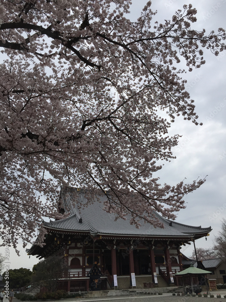 桜