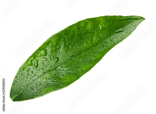 Citrus fruit leaf lemon with drops