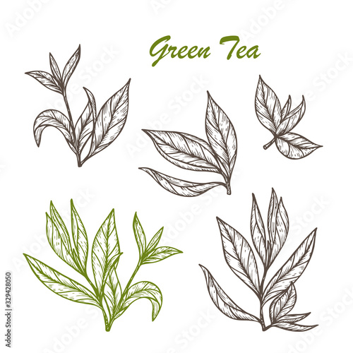 Hand drawn engraving style Green tea leaves set. Vector illustration