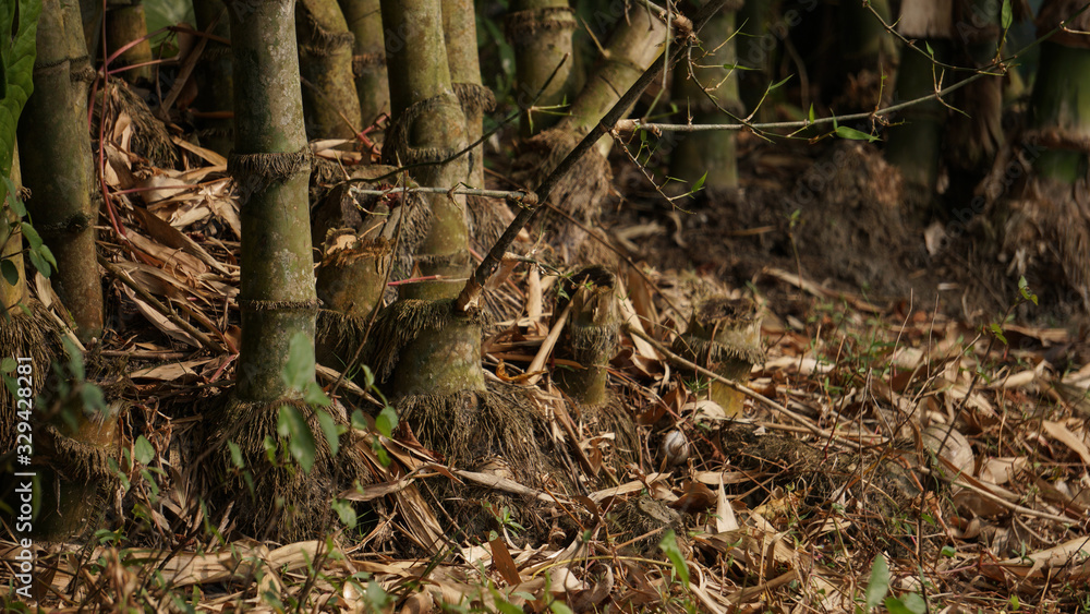 Bamboo, subfamily of tall treelike grasses of the family Poaceae. Bamboo plant home delivery all Bangladesh.we provide all flower plants, fruits plants, trees plant home delivery in sort time. Bamboo, subfamily of tall treelike grasses of the family Poaceae. Bamboo plant home delivery all Bangladesh.we provide all flower plants, fruits plants, trees plant home delivery in sort time.