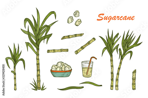 Hand drawn Sugar cane set. Sugarcane plants, Stalks, leaves, juice and sugar cubes. Vector illustration