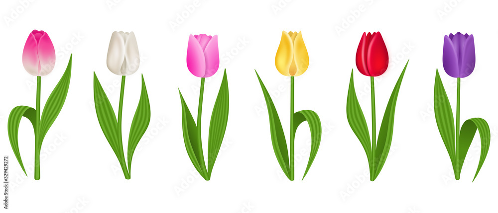 Obraz premium bouquet of tulips isolated on white background