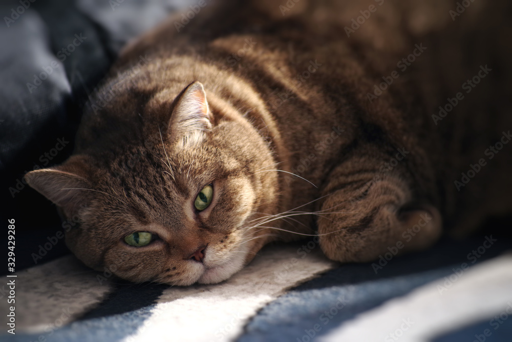 Tabby cat with green eyes on a blurred background. Selective focus.