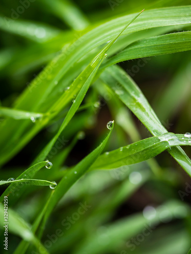 Fotografía Detail of leaves with water drops