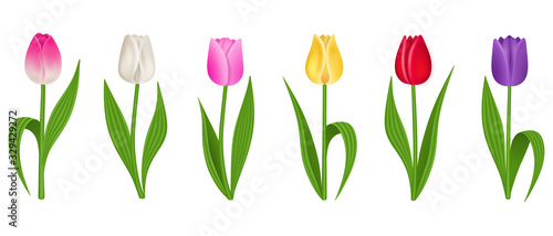 bouquet of tulips isolated on white background