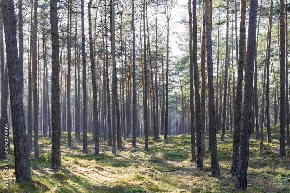 Fototapeta premium A tree scape in the forest