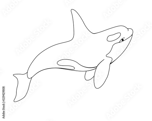Killer whale - vector linear picture with sea mammal. Оrca is a marine cetacean for coloring. Beautiful graceful killer whale inhabitant of the underwater world. Outline.