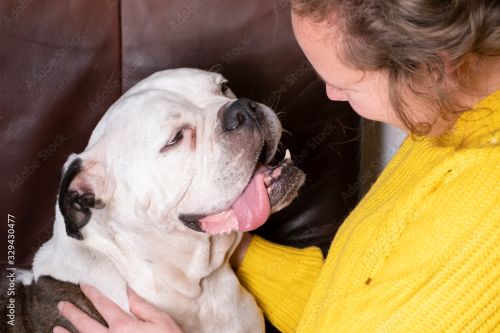 Girl holding Old English Bulldog, bulldog seems in love with the young woman