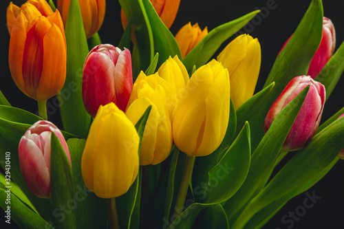 fresh tulips on black background close-up