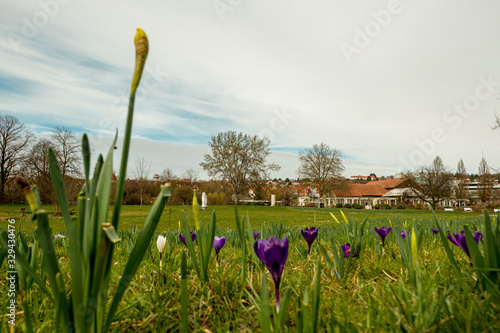 Crocus field in the background a settlement