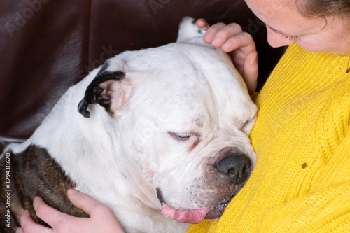 Girl holding Old English Bulldog, bulldog seems in love with the young woman