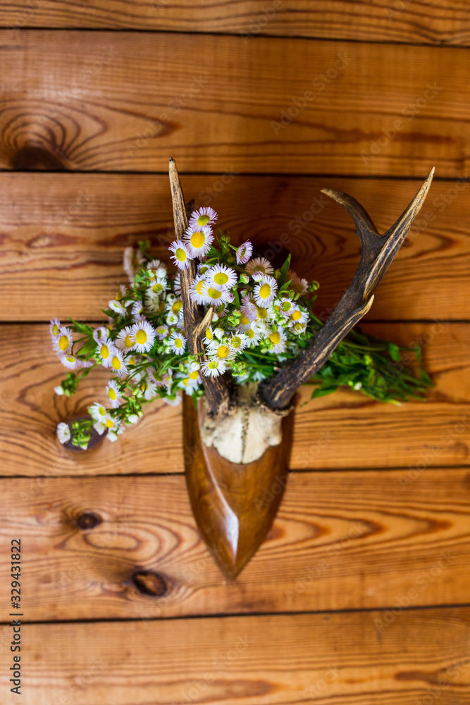 Deer horns and daisies on a wooden wall