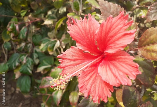 Red hibiscus flower closeup picture © NitishKumar
