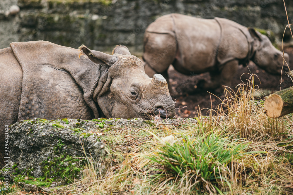 Obraz premium Mother And Baby Rhino. Indian rhinoceros with calf. Rhinoceros unicornis. Female rhino with its newborn baby