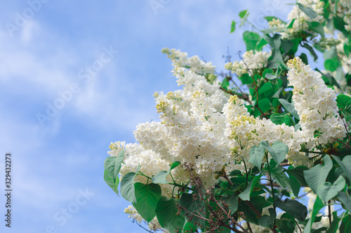Fresh white lilac branches on the sky background, copyspace, selective focus