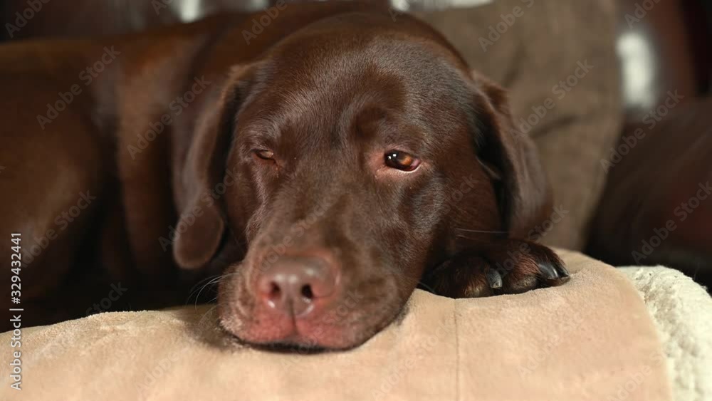 Chocolate labrador led on brown sofa relaxing at home Chocolate labrador led on brown sofa relaxing at home