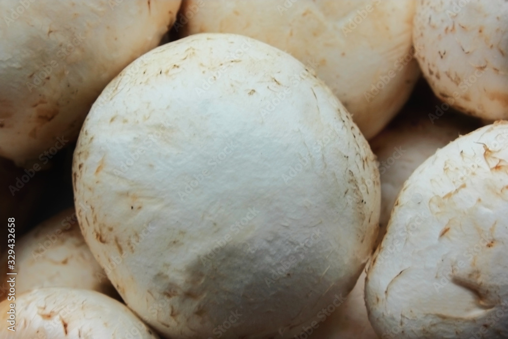 Fresh mushroommushrooms mushrooms close-up.