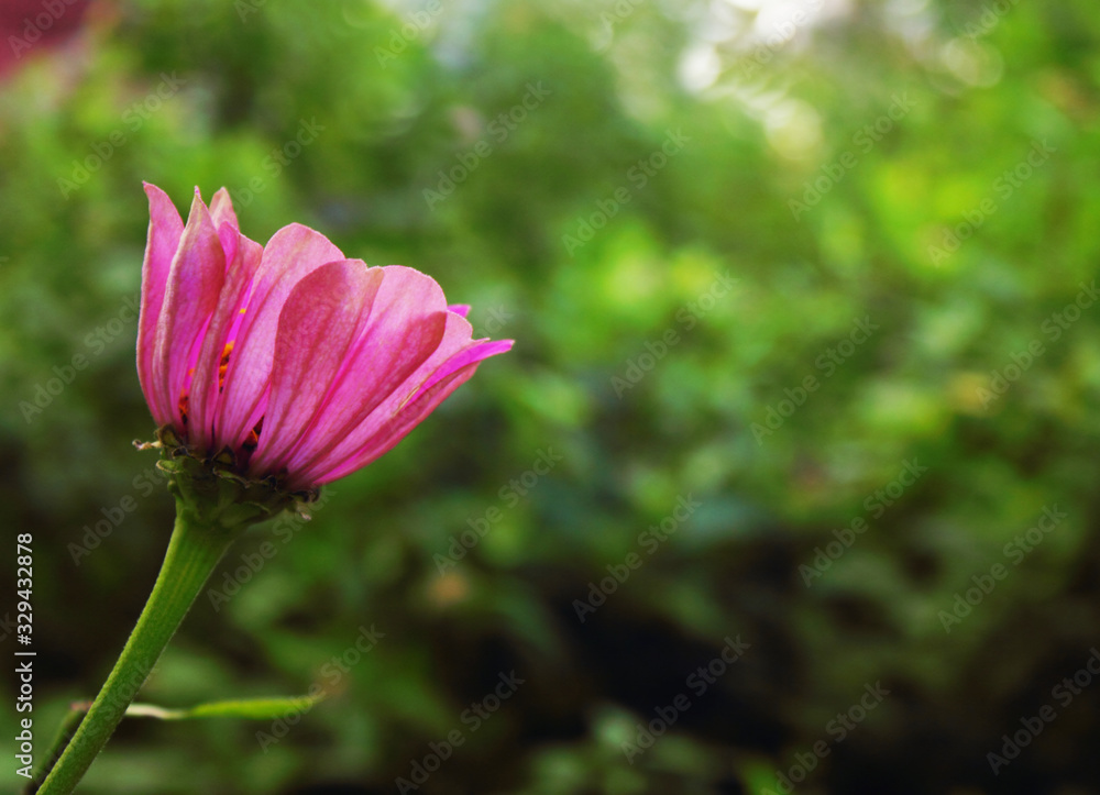 Beautiful pink flower on the spring green field in nature macro on a soft blurred green grass background, copy space. Beautiful pink flower on the spring green field in nature macro on a soft blurred green grass background, copy space.