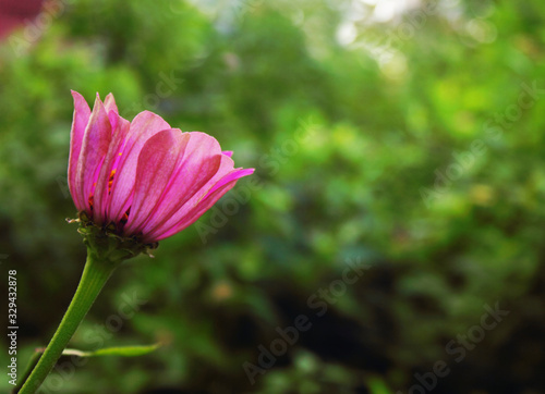 Beautiful pink flower on the spring green field in nature macro on a soft blurred green grass background  copy space.
