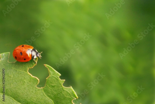 Ladybug on the grass, blurred green background, copy space