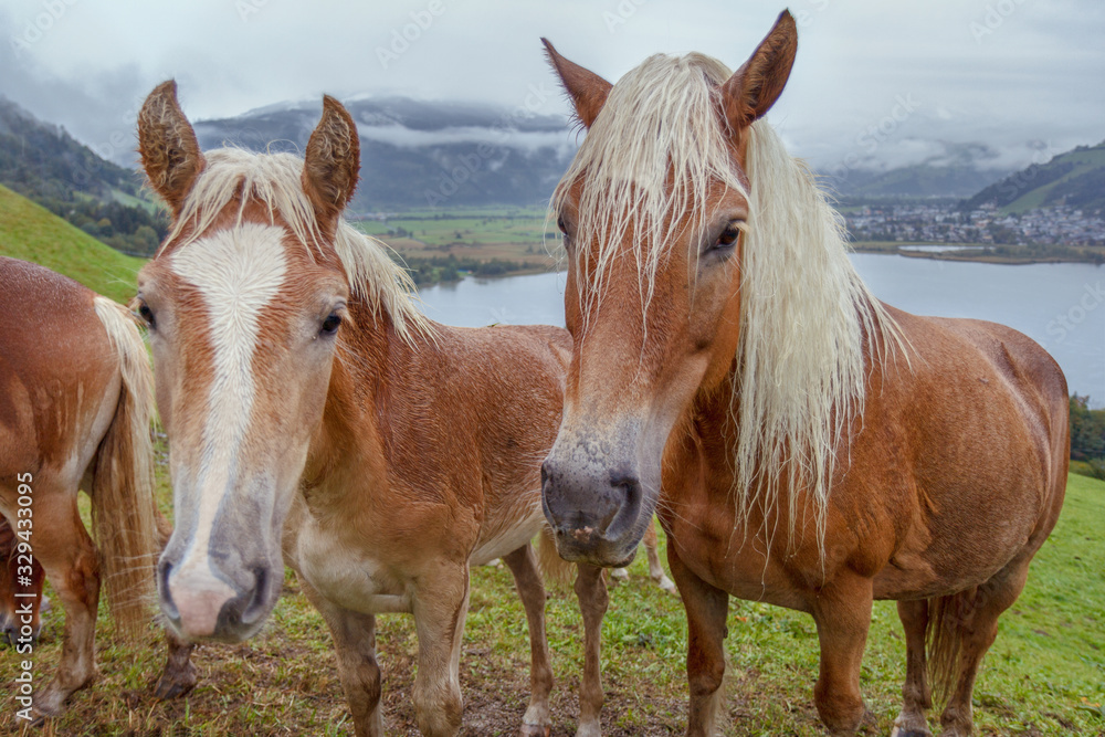 Obraz premium Alpine horses by lake Zell am See, Austria