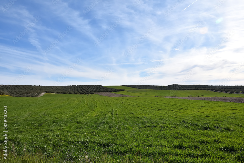 Panoramic of cultivated fields in Andalusia