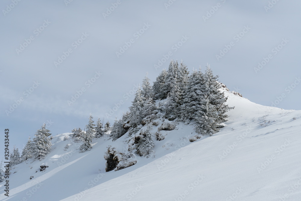 Alp slopes covered by snow and some coniferous trees in ski resort Hoch Ybrig in Switzerland