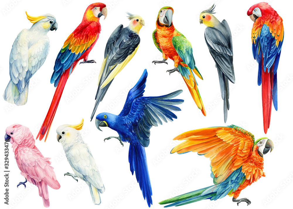 Obraz Set of parrots, Corella, Macaw, cockatoo on a white isolated background, watercolor illustration, hand drawing, tropical birds.
