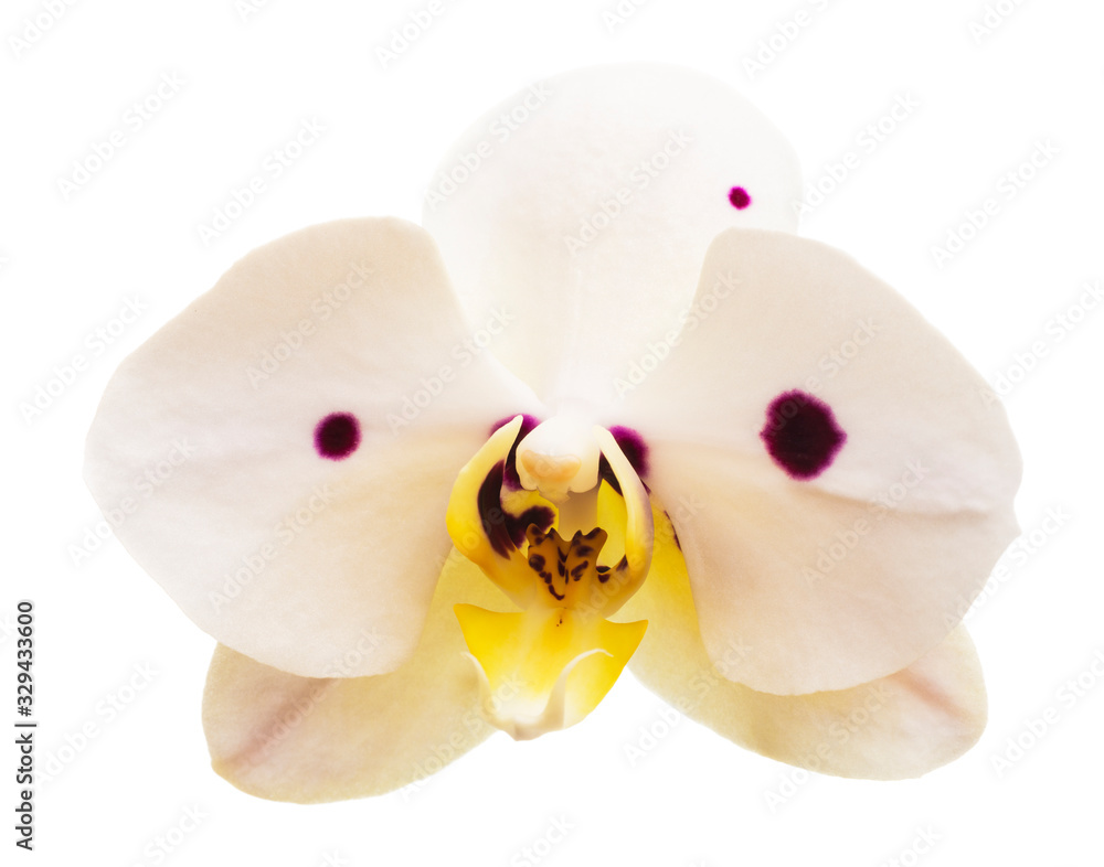 beautiful phalaenopsis orchid flower, isolated on white background