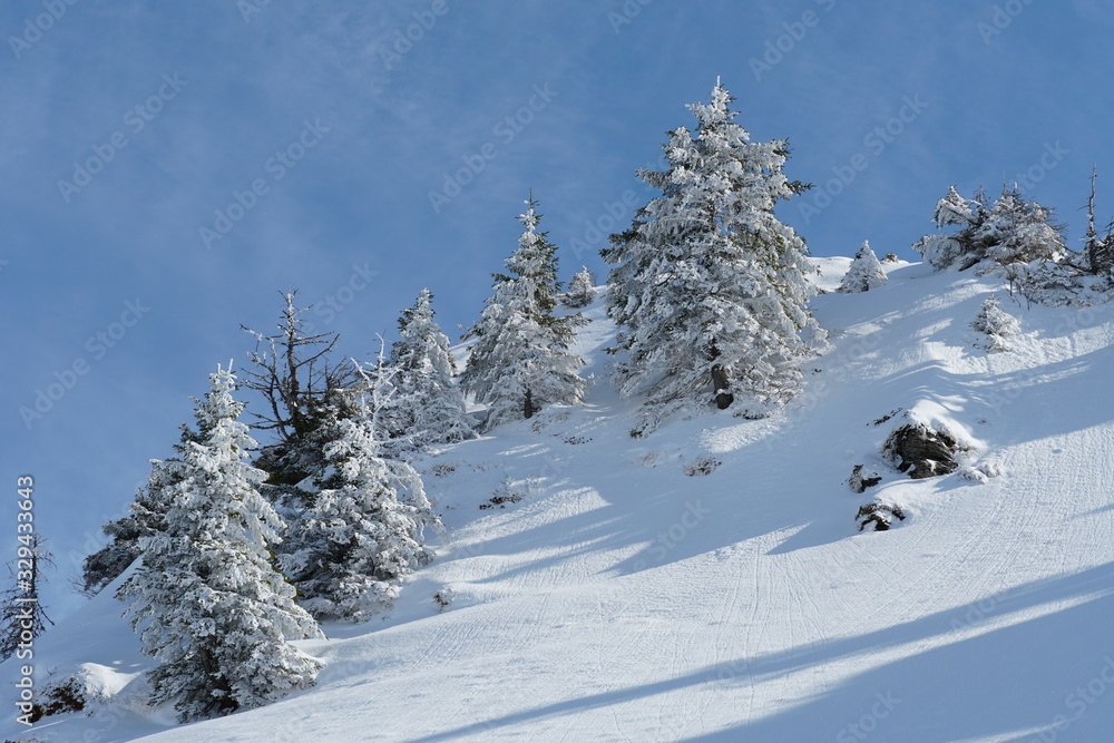 Alp slopes covered by snow and some coniferous trees in ski resort Hoch Ybrig in Switzerland on a sunny winter day