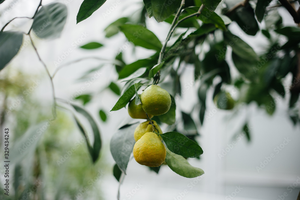 Obraz premium Ripe tropical fruits grow on trees. Jungle. Forest