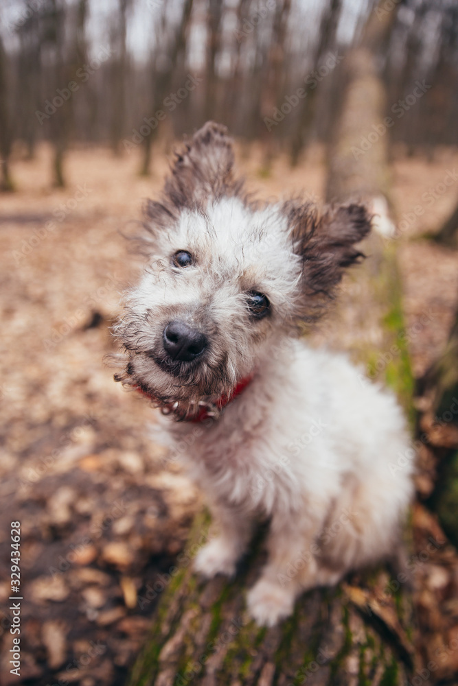 Cute little adopted mix-breed puppy having fun in the forest. 