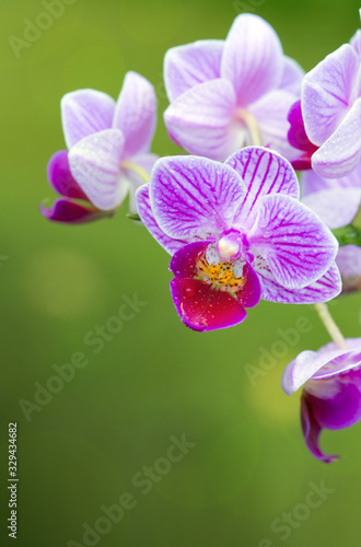 Pink orchid flowers isolated.