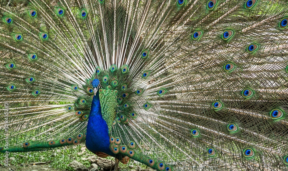 Naklejka premium Peacock spreads tail