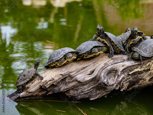 Many turtles sun themselves on a log in a pond