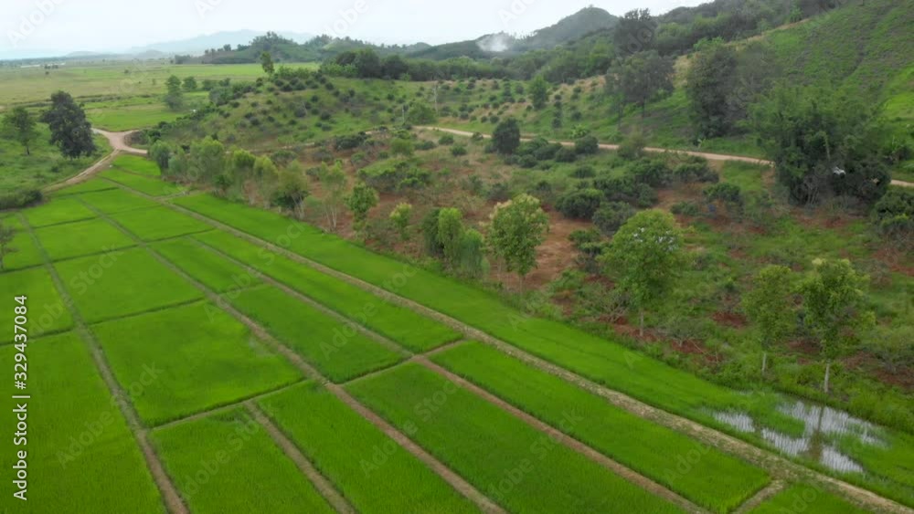 4k drone shot slowly elevating up above square rice field, north Thailand Rice outdoor plantation industry, agriculture tradition, tropical weather hot and humid. clear sky, green color 4k drone shot slowly elevating up above square rice field, north Thailand Rice outdoor plantation industry, agriculture tradition, tropical weather hot and humid. clear sky, green color