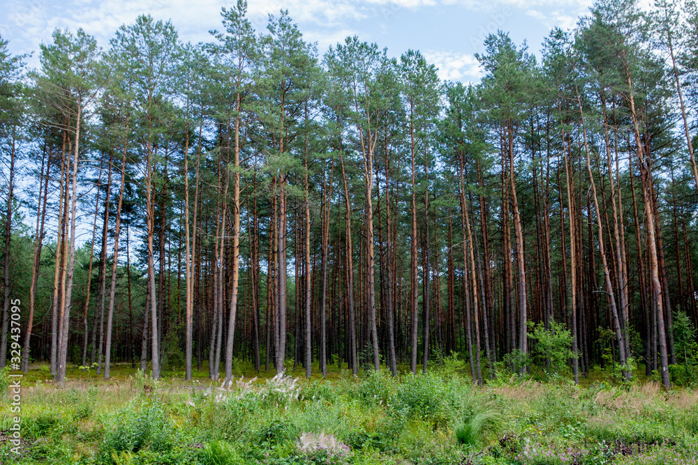 Early morning with sunrise in pine forest Early morning with sunrise in pine forest